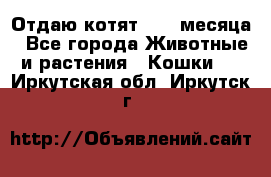 Отдаю котят. 1,5 месяца - Все города Животные и растения » Кошки   . Иркутская обл.,Иркутск г.